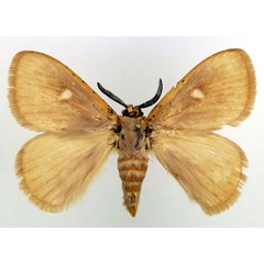 /filer/webapps/moths/media/images/O/occidens_Chrysopoloma_HT_Basquin.jpg