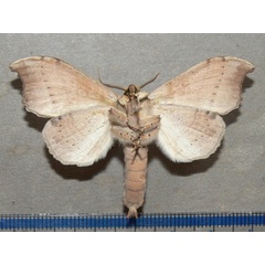 /filer/webapps/moths/media/images/A/angulata_Pseudobarobata_A_Goffb_01.JPG