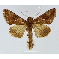 /filer/webapps/moths/media/images/C/chalcites_Chrysodeixis_AM_Basquin.jpg