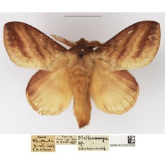 /filer/webapps/moths/media/images/P/punctilimbata_Mallocampa_AM_NHMUK.jpg