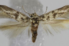 Scythris elachistoides