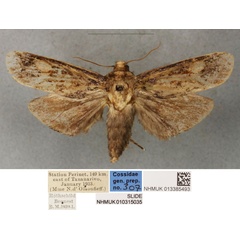 /filer/webapps/moths/media/images/O/olsoufieffae_Pseudocossus_HT_BMNH.jpg