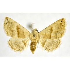 /filer/webapps/moths/media/images/M/mediana_Eublemma_PT_NHMO.jpg