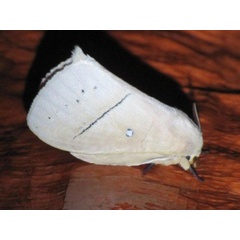 /filer/webapps/moths/media/images/S/sordida_Philotherma_A_Stanton.jpg