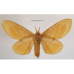 /filer/webapps/moths/media/images/P/pyriphlecta_Chrysopsyche_AF_MGCLb_02.JPG