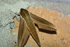 Hippotion eson