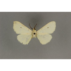 /filer/webapps/moths/media/images/S/senegalensis_Spilosoma_HT_BMNH.jpg