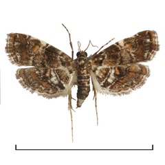 /filer/webapps/moths/media/images/M/melagynalis_Elophila_AF_Agassiz.jpg