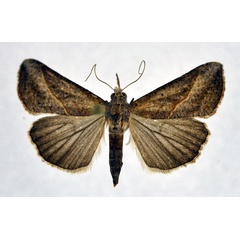 /filer/webapps/moths/media/images/O/obacerralis_Hypena_A_NHMO.jpg