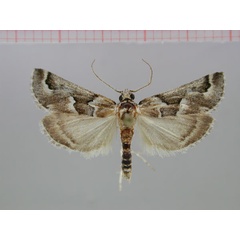 /filer/webapps/moths/media/images/P/pronamibiella_Hypotia_PT_ZMHB.jpg