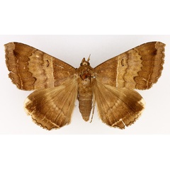 /filer/webapps/moths/media/images/M/mormoides_Achaea_AM_TMSA_01.jpg