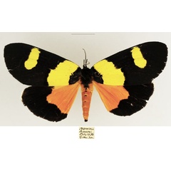 /filer/webapps/moths/media/images/L/laetepicta_Eligma_AM_TMSA_02.jpg