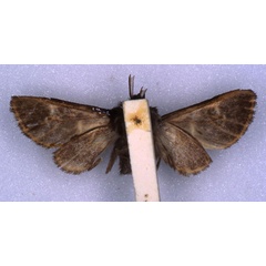 /filer/webapps/moths/media/images/W/wittei_Metarctia_HT_RMCA_02.jpg