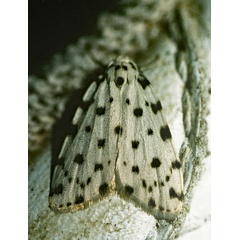 /filer/webapps/moths/media/images/T/tsitsikamma_Siccia_A_Roland_01.jpg