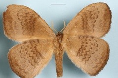Parajana gabunica