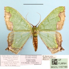 /filer/webapps/moths/media/images/P/papilio_Antharmostes_A_MGCL_01.jpg