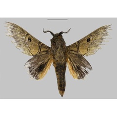 /filer/webapps/moths/media/images/A/alena_Gastroplakaeis_HT_Mueller.jpg