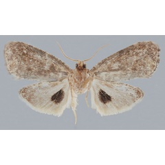 /filer/webapps/moths/media/images/B/bagamoyo_Gibbalaria_AM_USNMa.jpg