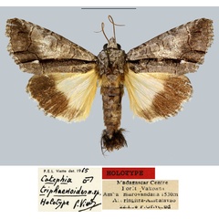 /filer/webapps/moths/media/images/T/triphaenoides_Catephia_HT_MNHN.jpg