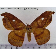 /filer/webapps/moths/media/images/O/ornata_Maltagorea_A_OUMNH_01.jpg
