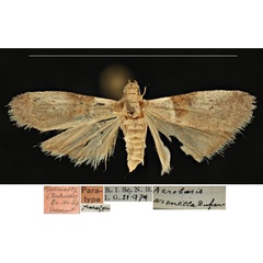 /filer/webapps/moths/media/images/A/arenella_Eurhodopa_PTF_RBINS.jpg