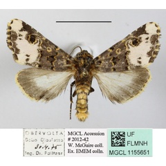 /filer/webapps/moths/media/images/F/florifera_Polytelodes_A_MGCLa_01.jpg