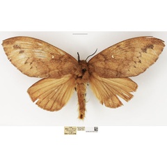 /filer/webapps/moths/media/images/S/stigmatica_Pachymetoides_AF_NHMUK.jpg