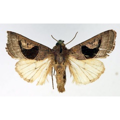 /filer/webapps/moths/media/images/A/alambica_Conservula_AM_Aulombard.jpg