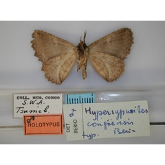 /filer/webapps/moths/media/images/C/congoensis_Hypersypnoides_HT_RMCA_02.jpg