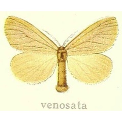 /filer/webapps/moths/media/images/V/venosata_Lepidolacipa_HT_Hering_28d.jpg
