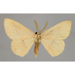 /filer/webapps/moths/media/images/S/staudei_Cyclophora_HT_ZSM_01.jpg