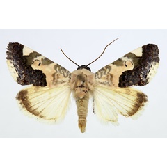 /filer/webapps/moths/media/images/W/wiltshirei_Acontia_AM_Aulombard_02.jpg