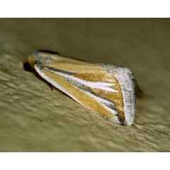 /filer/webapps/moths/media/images/L/leucodicranon_Eublemma_A_Roland_01_ybm1rGP.jpg