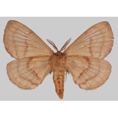 /filer/webapps/moths/media/images/D/dannfelti_Janomima_AM_Basquinb.jpg