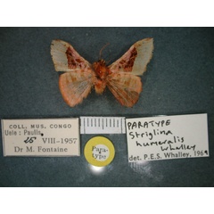 /filer/webapps/moths/media/images/H/humeralis_Mystina_PT_RMCA_02.jpg