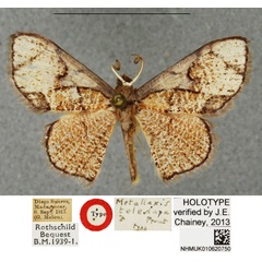 /filer/webapps/moths/media/images/T/teledapa_Metallaxis_STM_BMNH.jpg