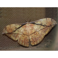 /filer/webapps/moths/media/images/A/arenivaga_Pselaphelia_A_Wendt.jpg