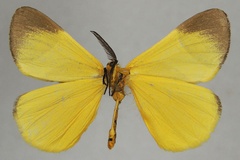 Herbulotides lymantrina