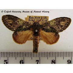 /filer/webapps/moths/media/images/D/dambae_Desmeocraera_A_OUMNH_01.jpg