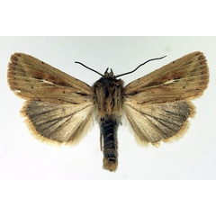 /filer/webapps/moths/media/images/T/torrentium_Vietteania_AM_Aulombard.jpg