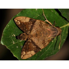 /filer/webapps/moths/media/images/B/bipartita_Nephele_A_Grimm.jpg