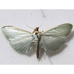 /filer/webapps/moths/media/images/S/sericea_Stemorrhages_A_Goff_01.jpg