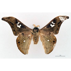/filer/webapps/moths/media/images/K/kivuensis_Orthogonioptilum_HT_RBINS_02.jpg