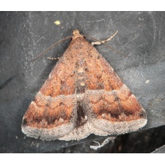 /filer/webapps/moths/media/images/B/bolinia_Eublemma_A_Heyns_01.JPG