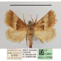 /filer/webapps/moths/media/images/E/extenuata_Halseyia_A_MGCLa_01.JPG