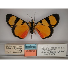 /filer/webapps/moths/media/images/A/aurantiaca_Heraclia_A_RMCA_02.jpg