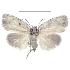 /filer/webapps/moths/media/images/C/congolana_Ezishnola_PTF_ANHRT.jpg