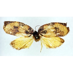 /filer/webapps/moths/media/images/F/fontainei_Labidosa_HT_RMCA.jpg