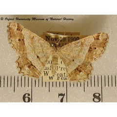 /filer/webapps/moths/media/images/O/obliquilineata_Chiasmia_A_OUMNH_02.jpg