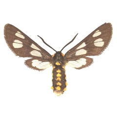 /filer/webapps/moths/media/images/F/fulvescens_Ceryx_AF_Fiebig_02.jpg